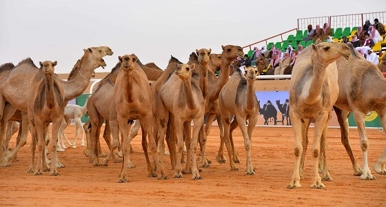 الإجازة ترفع مبيعات المطاعم بمهرجان الملك عبدالعزيز للإبل