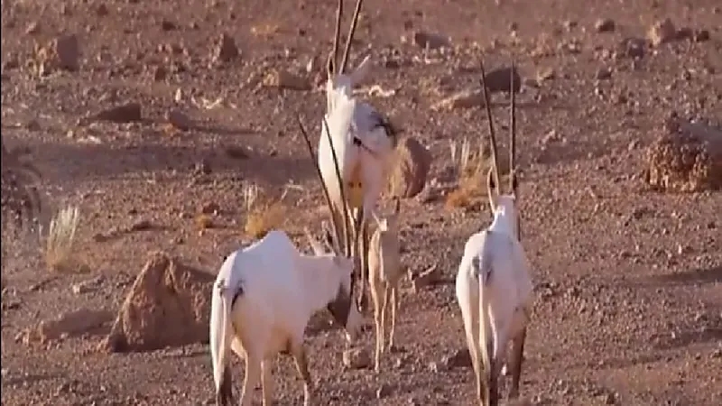 شاهد.. أول مولود للمها يبصر النور بمحمية الملك سلمان الملكية