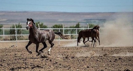 حظر استيراد الخيول من تركيا بسبب " الرغام "