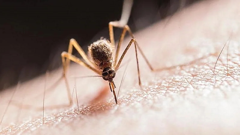 ظهور بعوض خطير يهدد بنقل الأمراض