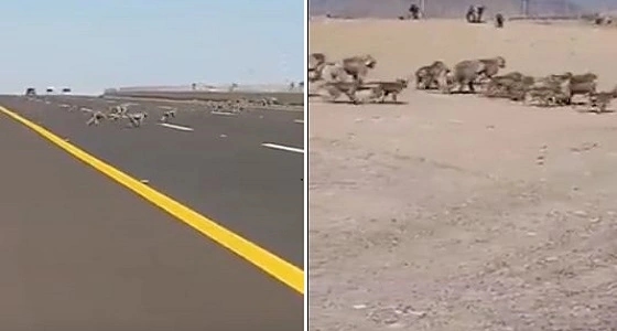 أمير حائل يزف بشرة سارة لأهالي المنطقة