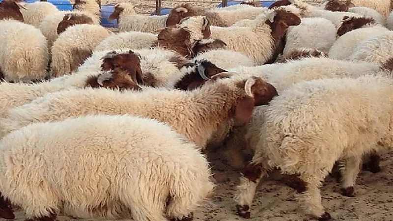 بالفيديو.. مواطن يوضح كيفية التعرف على الخروف المريض من السليم