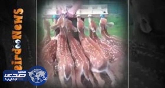 بالفيديو.. مربٍ يرضع مجموعة من الغزلان الصغيرة في وقت واحد