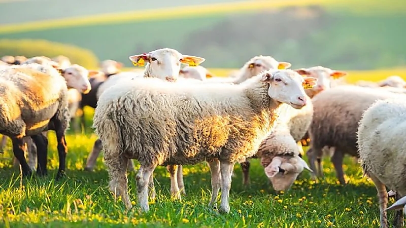 المملكة تستأنف استيراد الأغنام من الأردن