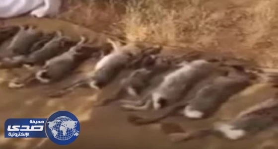 بالفيديو.. لحظة القبض على الأمير سعود بن عبدالعزيز المعتدي على مواطنين