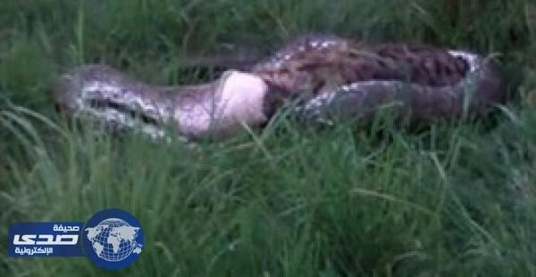 بالفيديو.. ثٌعبان يلتهم ضبع داخل محمية طبيعية
