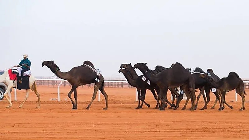 نادي الإبل يوضح شروط مسابقة الفحل المنتج