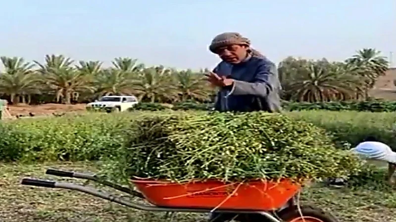 بالفيديو.. " الزعاق " : أهل بعض المناطق يتباشرون بنزول بواكير خراف النخيل