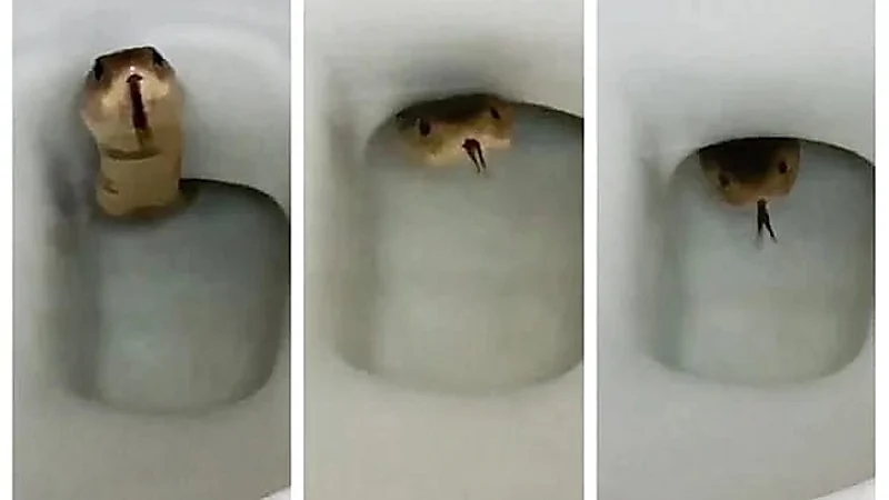 بالفيديو.. لحظة تسلل ثعبان سام عبر مقعد مرحاض داخل منزل سكني