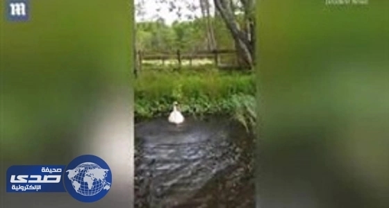 بالفيديو..بجعة تهاجم بطة صغيرة حتى الموت