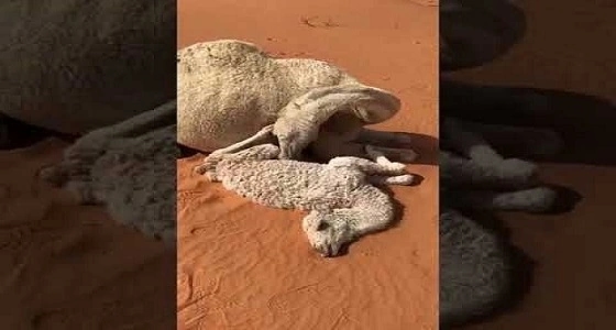 بالفيديو.. صاعقة رعدية تتسبب في مصرع ناقة وحورها بالزلفي