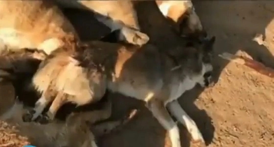 بالفيديو.. شاب يعذب الحيوانات حتى الموت بالرياض
