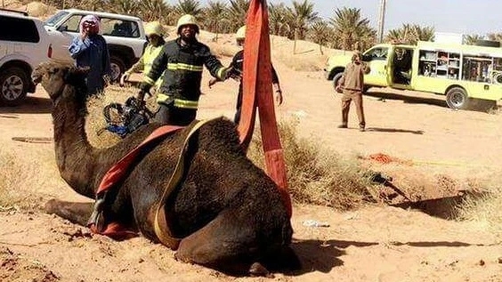 بالصور ..انقاذ ناقة سقطت في حفرة صرف صحي في حائل
