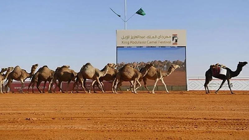 اعتماد مسابقات جديدة بمهرجان الملك عبدالعزيز للإبل