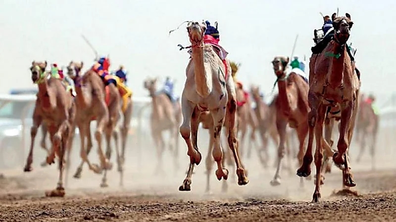 بالفيديو .. تخصيص مليون ريال لجائزة سيف ولي العهد بمهرجان الهجن في الطائف