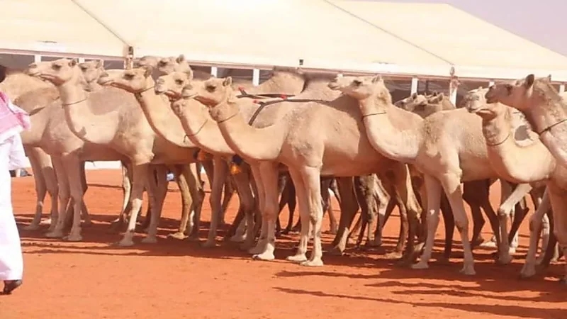 الكشف عن رسوم التسجيل في مهرجان جادة الإبل بتبوك