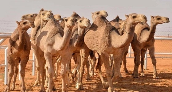 خلال 2017.. 75 % من مصابي " كورونا " خالطوا الإبل