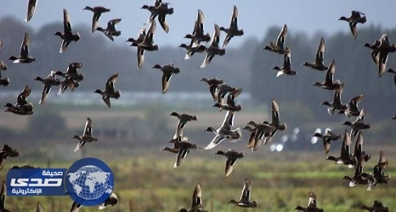" حماية البيئة " تمنع اصطياد الطيور المهاجرة