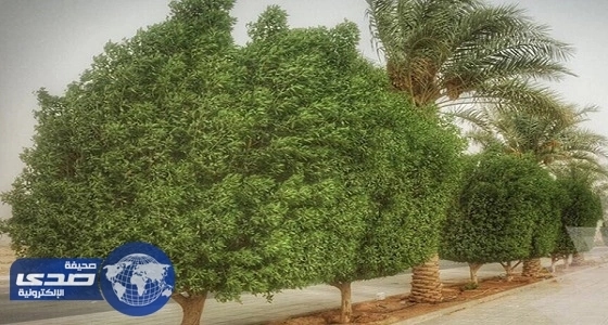 بالصور.. " أمانة الرياض " تمنع قص الأشجار