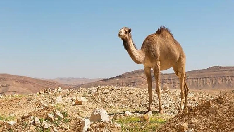 شاب يسرق بعيرا ليهديه لصديقته في عيد ميلادها