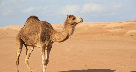 " الخضيري " يكشف حقيقة معالجة بول الإبل للخلايا السرطانية