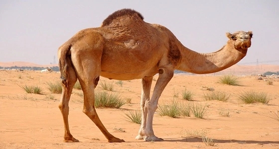 بالفيديو .. سياسي إندونيسي يدعو مواطنيه بشرب خليط بول وحليب الإبل بالمملكة