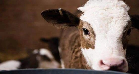 ظهور حالة جنون بقر في إيرلندا