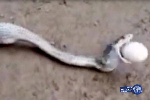 بالفيديو.. شاهد ماذا حدث مع ثعبان التهم 7 بيضات دفعة واحدة