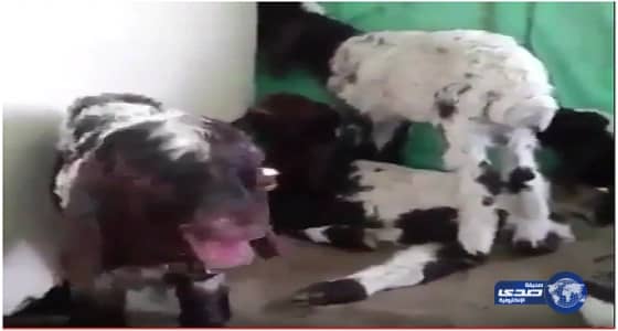 بالفيديو..  إنسانية راعي أغنام تدفعه لإدخال صغار الغنم خيمته من شدة الحر