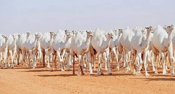 " التجميل والبوتكس " يجتاح عالم الإبل