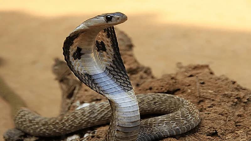 إدارة الفيصلي تبدي استياءها من الأخطاء التحكيمية الفادحة