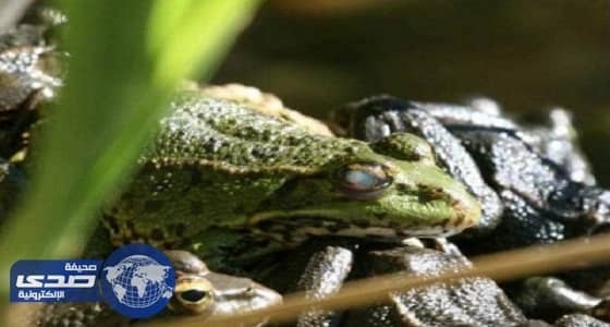مقتل طفلين فيتناميين بسبب بيض الضفادع