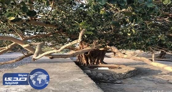 بالفيديو.. استشاري يوضح خطورة شجرة العْشَر: "قد تُسبب فقدان النظر"