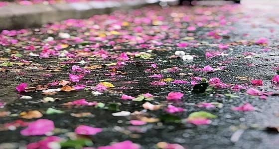 بالصور.. ورود برائحة المطر تكسو شوارع الطائف