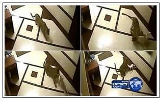 سبب غريب وراء افتراس كلب "المذيعة" المصرية لجارها