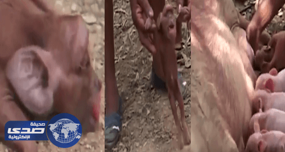 بالفيديو.. ولادة نادرة لخنزير بعين واحدة