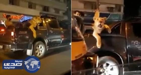 بالفيديو.. يمني يعرض حياته للخطر وينقذ علم المملكة من الدهس والتمزيق