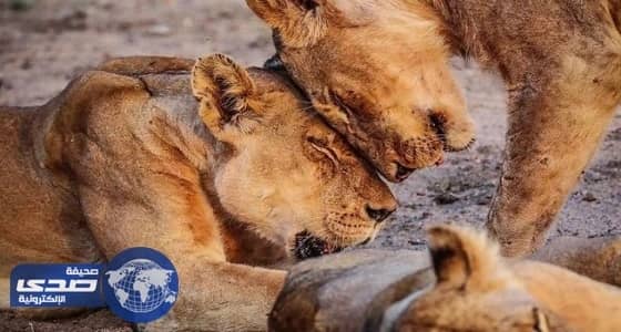 الجمال المرعب في صور " إيروين "