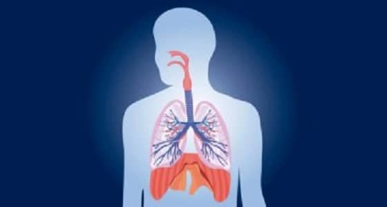 وظائف القصبة الهوائية في جسم الإنسان
