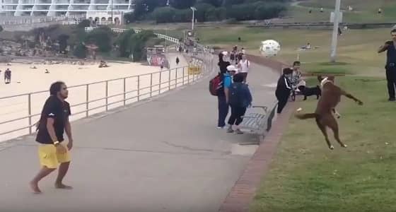 بالفيديو.. كلب يلعب كرة القدم مع صاحبة بشكل رائع