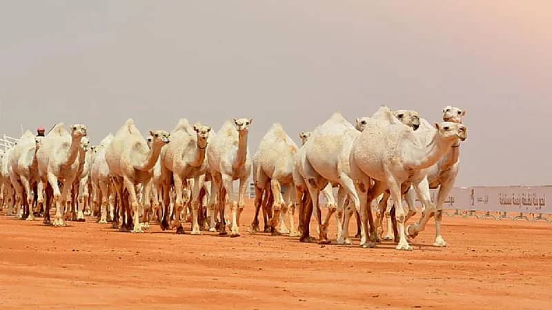 استحداث جائزة بقيمة نصف مليون ريال بمهرجان الملك عبدالعزيز للإبل