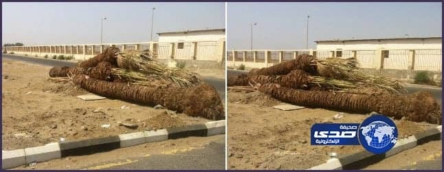 عبر صدى : أهالي الليث يتضجرون من هجر البلدية فَسَائِل النخيل في شوارع المحافظة