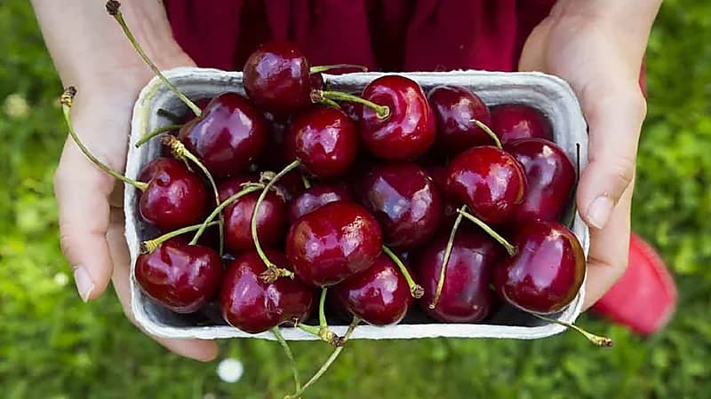 "الكرز" بديل آمن للحبوب المنومة