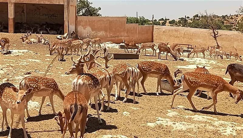 ابن يطلق النار على والده ويقتله داخل محمية الغزلان في العراق