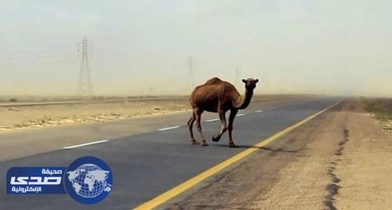 " جمل سائب " يدخل عائلة من 4 أشخاص المستشفى بالأفلاج