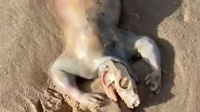 رجل يعثر على كائن فضائي بالقرب من أحد الشواطئ