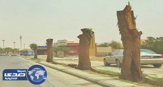 وكالة سرية لمكافحة الأشجار في المملكة