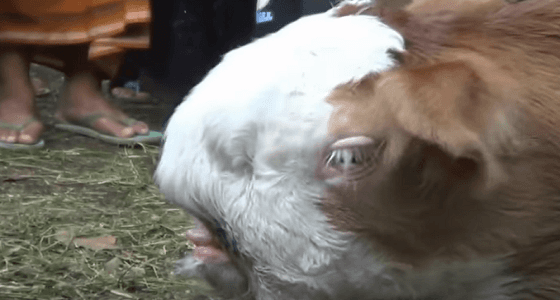 بالفيديو.. ولادة عجل بوجه قطة يثير الجدل