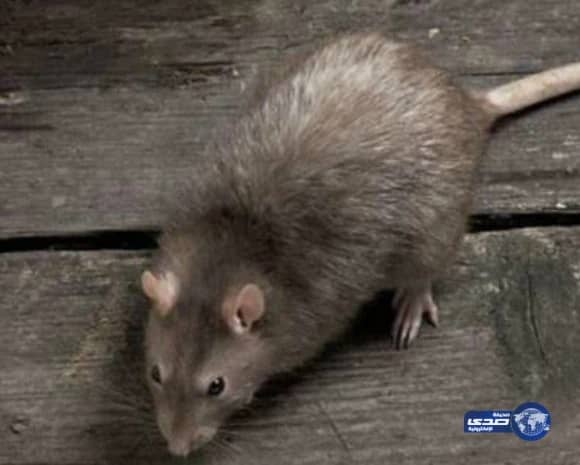 مي كساب تحتفي بعاصمة السياحة العربية