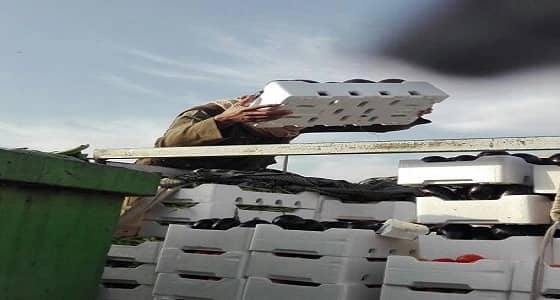 بالصور.. إتلاف 1290 كجم أغذية فاسدة في تبوك